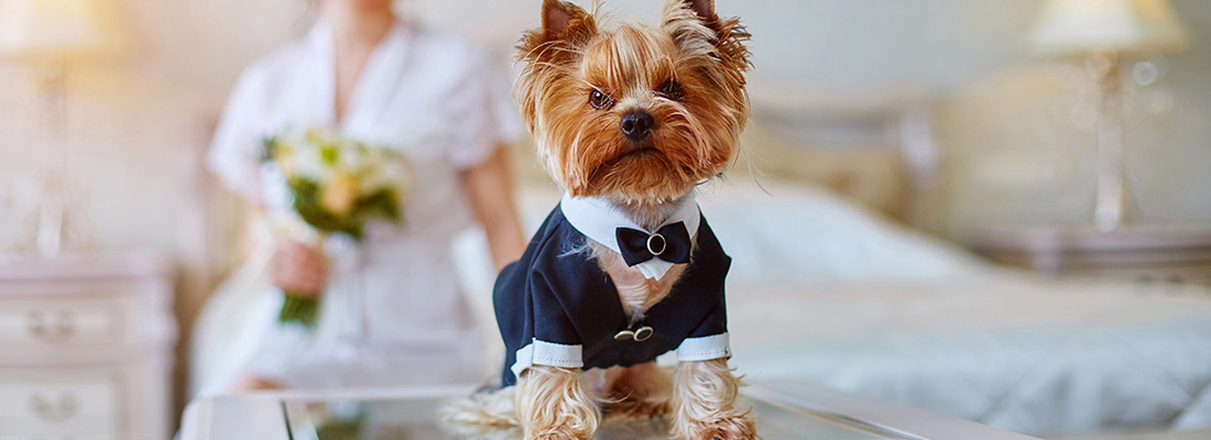 Pet Wedding service